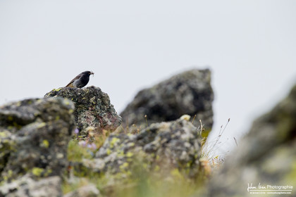 Rougequeue Noir - Black Redstart