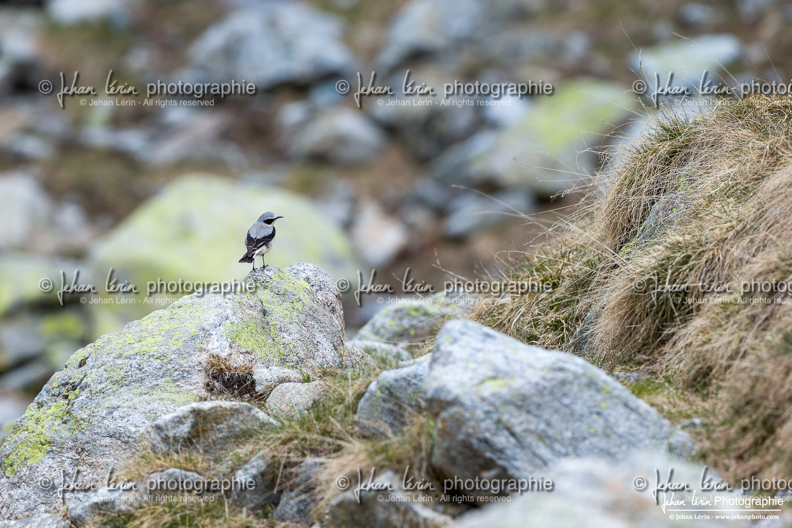 Traquet Motteux - Northern Wheatear