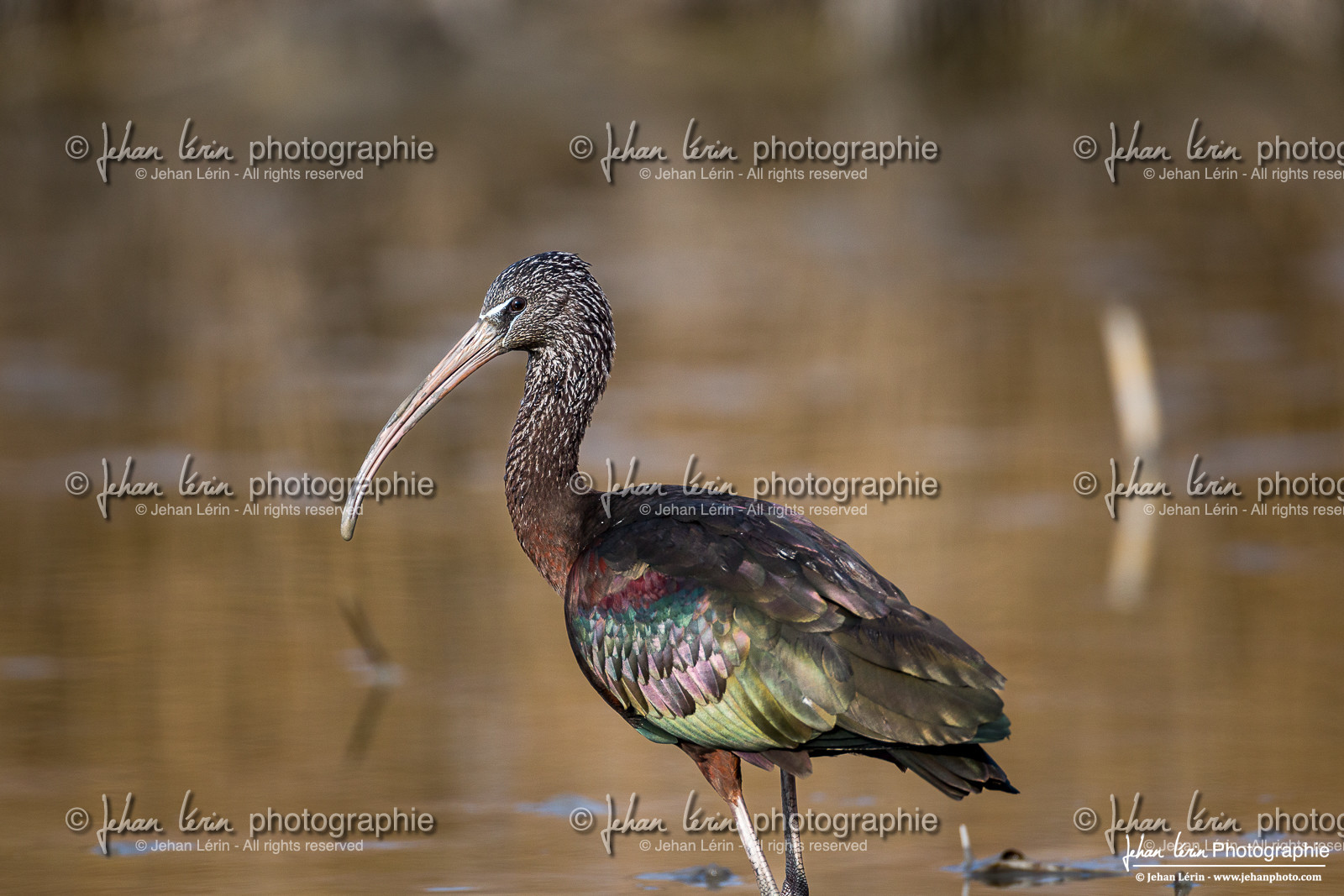 Ibis Falcinelle - Glossy Ibis