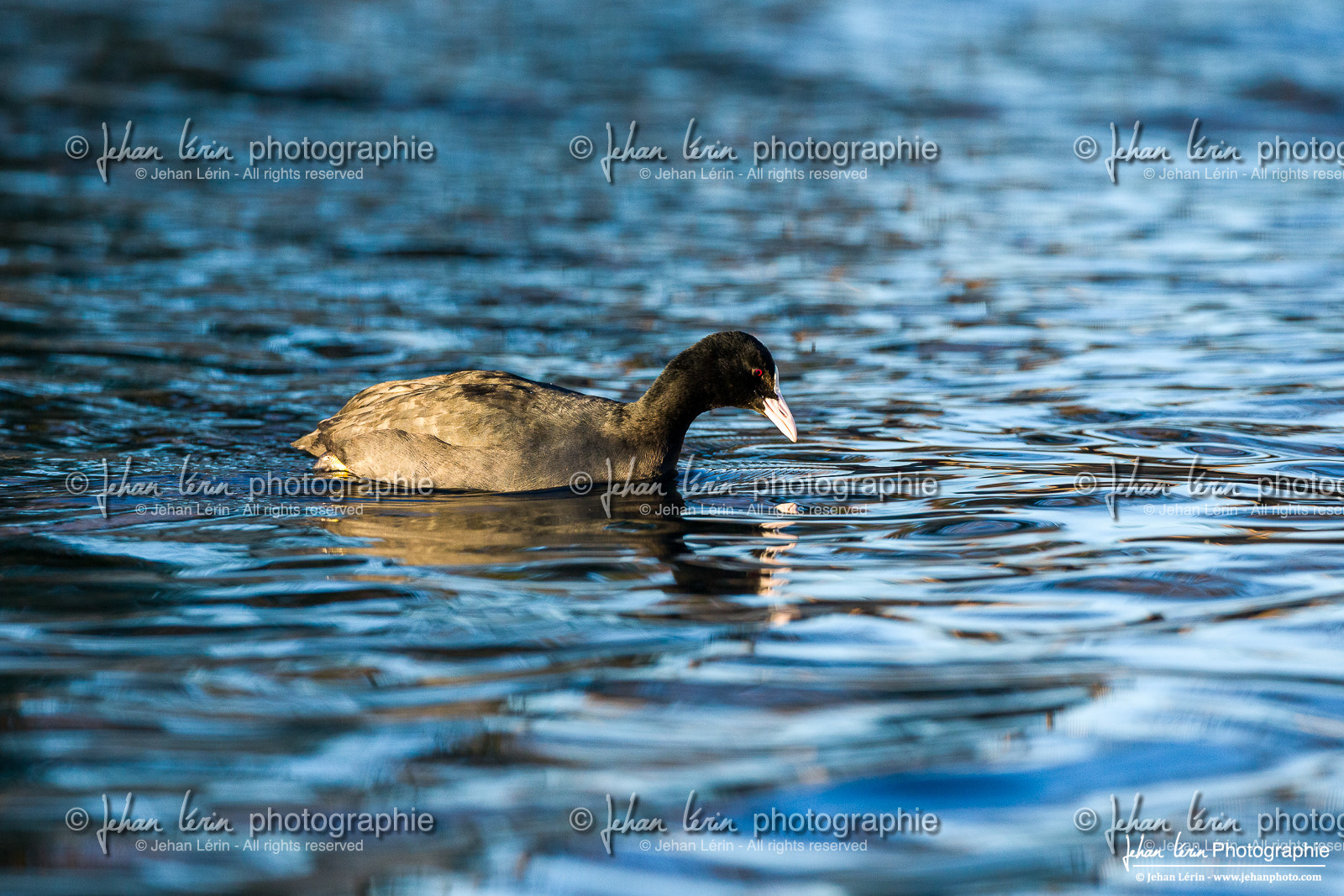 Foulque Macroule - Eurasian Coot : Fulica atra