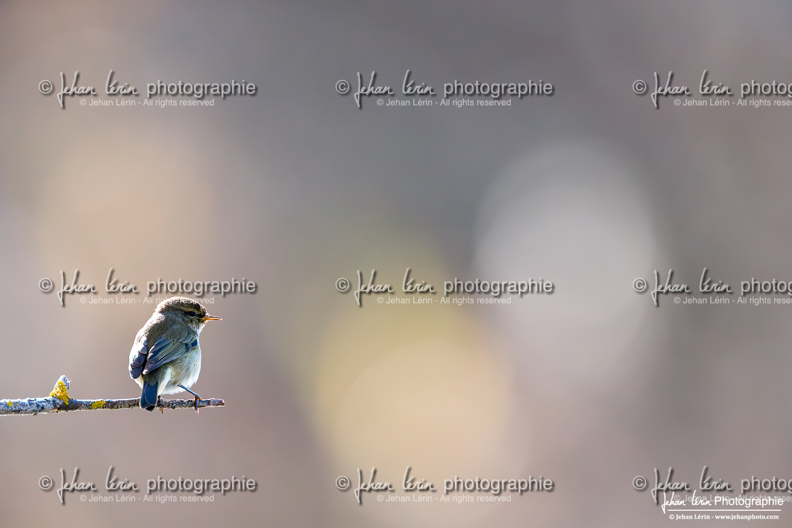 Pouillot Véloce - Common Chiffchaff