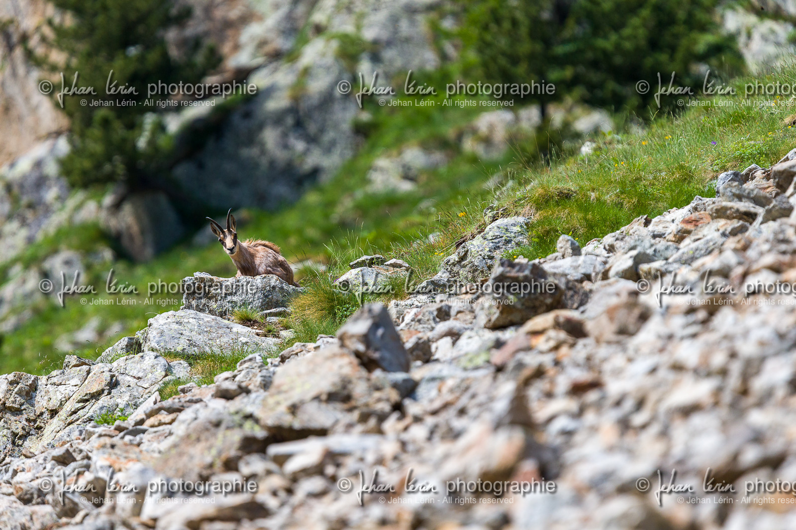chamois_la-gordolasque_mercantour_france_jl_1dx_15-06-2021-0005.jpg