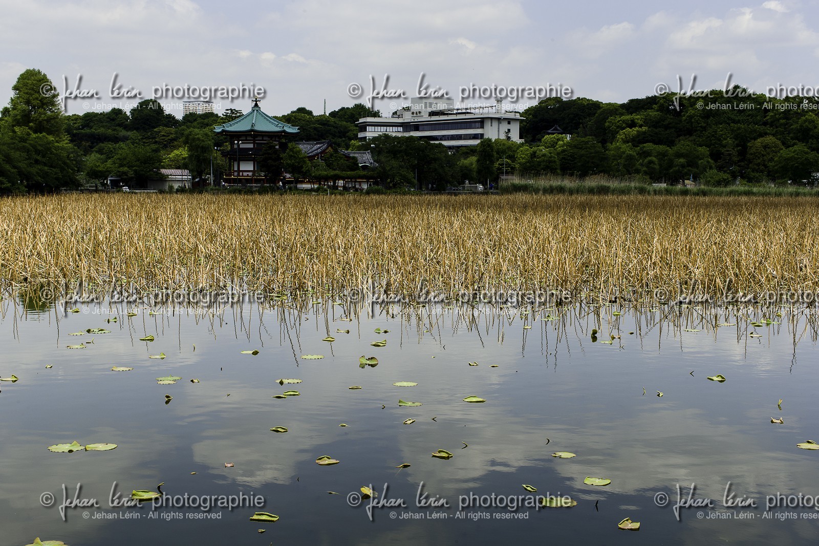 ueno_tokyo_japon_jl_1dx_07-05-2014-6368.jpg