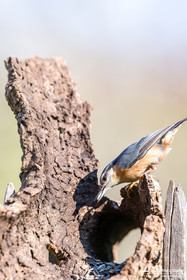 Sittelle Torchepot - Eurasian Nuthatch