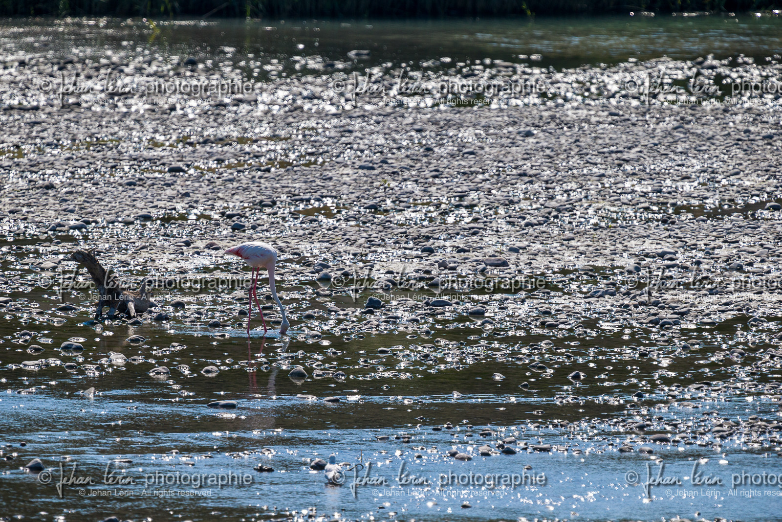 flamant-rose_nice_jl_1dx_14-09-2020-0025.jpg