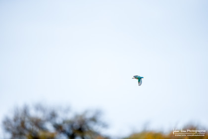 Martin Pêcheur d'Europe - Common Kingfisher