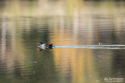 Gallinule poule d'eau - Common Moorhen : Gallinula chloropus