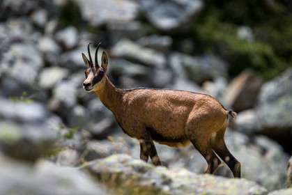 chamois_refuge-de-nice-lac-autier_jl_1dx_13-08-2017-0181.jpg