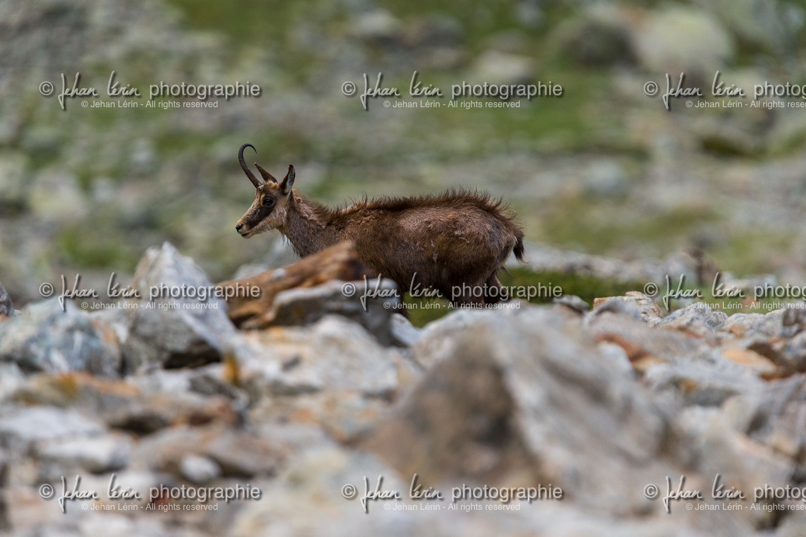 chamois_la-gordolasque_mercantour_jl_1dx_20-05-2020-0186.jpg