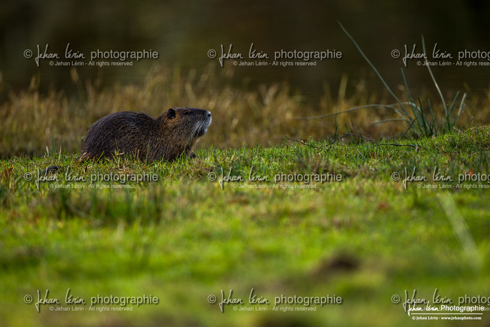 Ragondin - Coypu