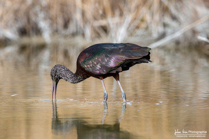Ibis Falcinelle - Glossy Ibis