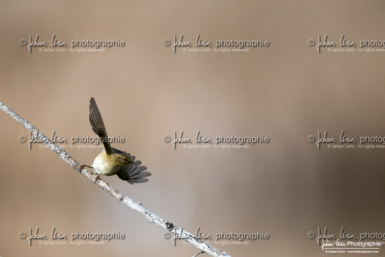 Pouillot Véloce - Common Chiffchaff