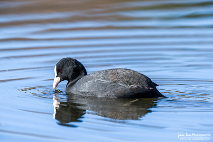 Foulque Macroule - Eurasian Coot : Fulica atra