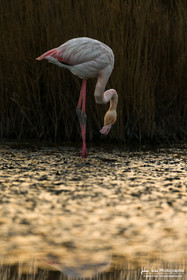 Flamant Rose - Greater Flamingo