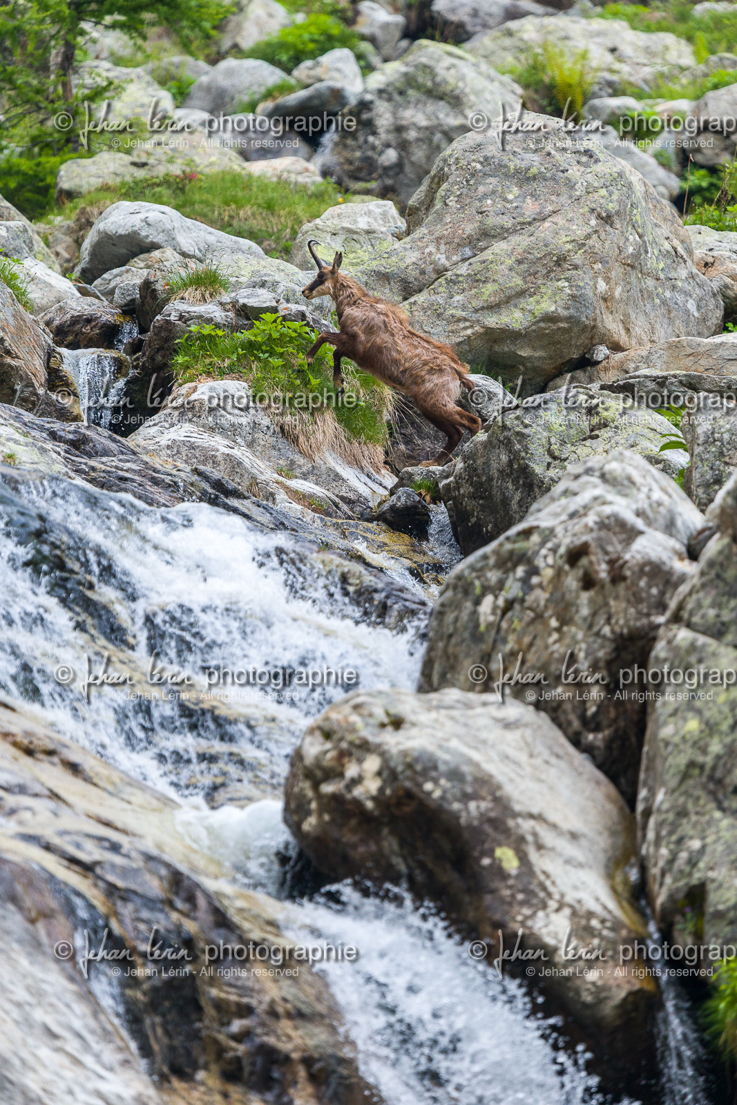 chamois_la-gordolasque_mercantour_france_jl_1dx_15-06-2021-0102.jpg