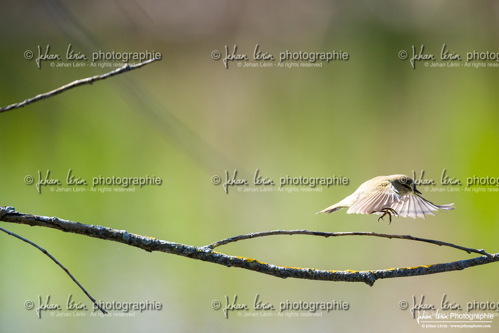 Pouillot Véloce - Common Chiffchaff
