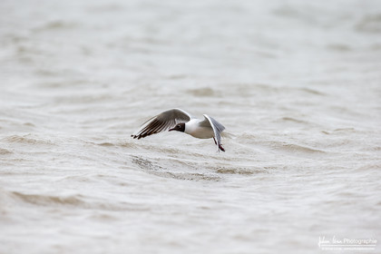 Mouette Rieuse - Black-Headed Gull, Chroicocephalus ridibundus