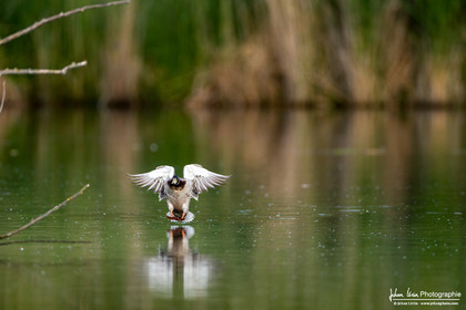 Canard Colvert - Mallard