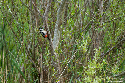 Pic Épeiche - Great Spotted Woodpecker