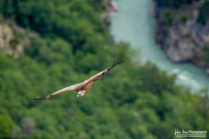 Vautour fauve