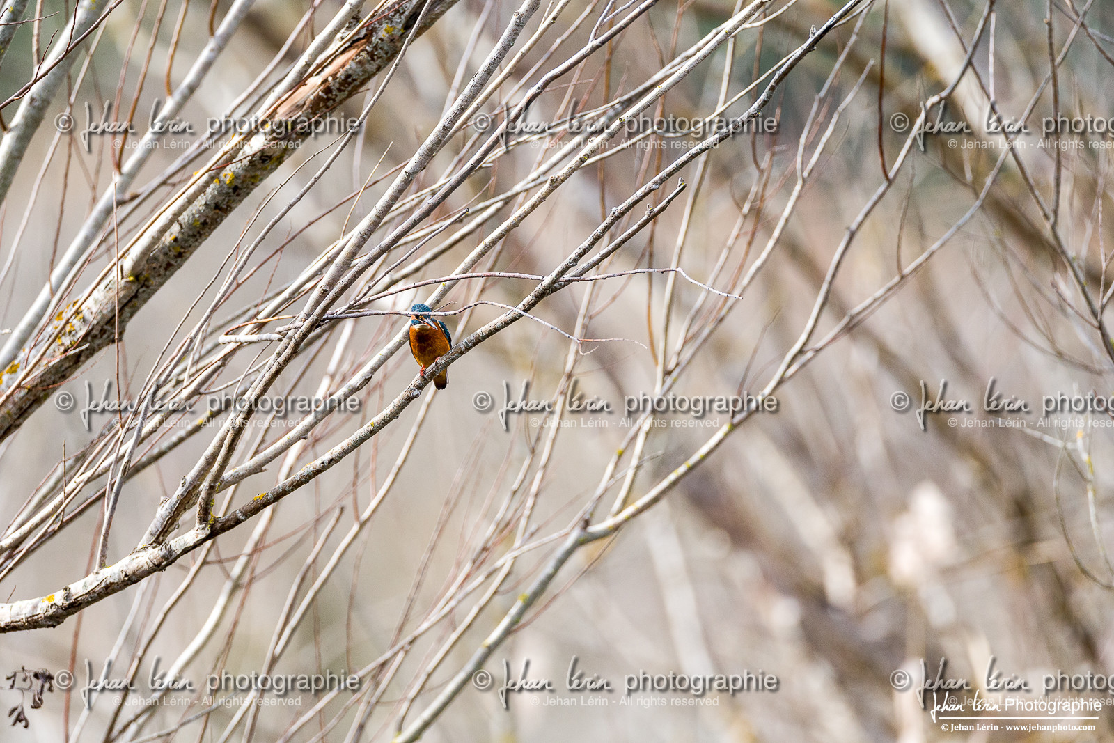 Martin-Pêcheur - Common Kingfisher