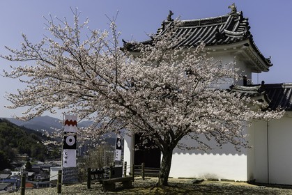 ozu_shikoku_japon_28-03_2014-3289.jpg