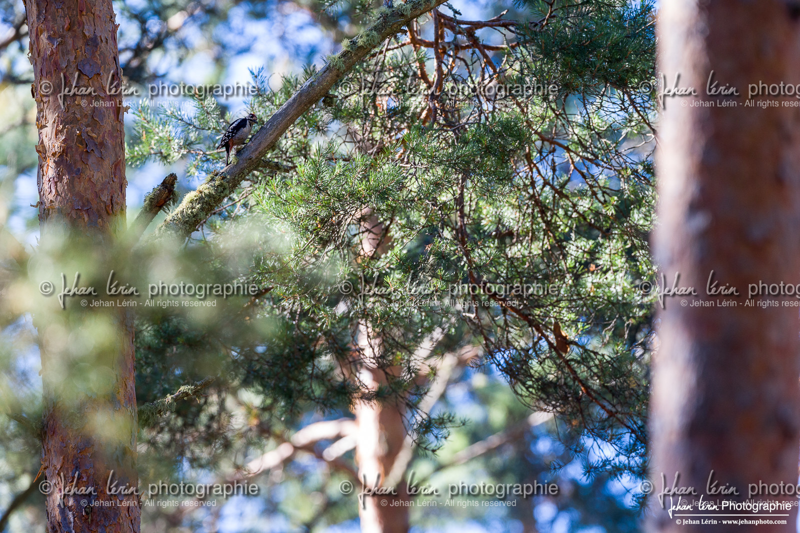 Pic Epeiche - Great Spotted Woodpecker