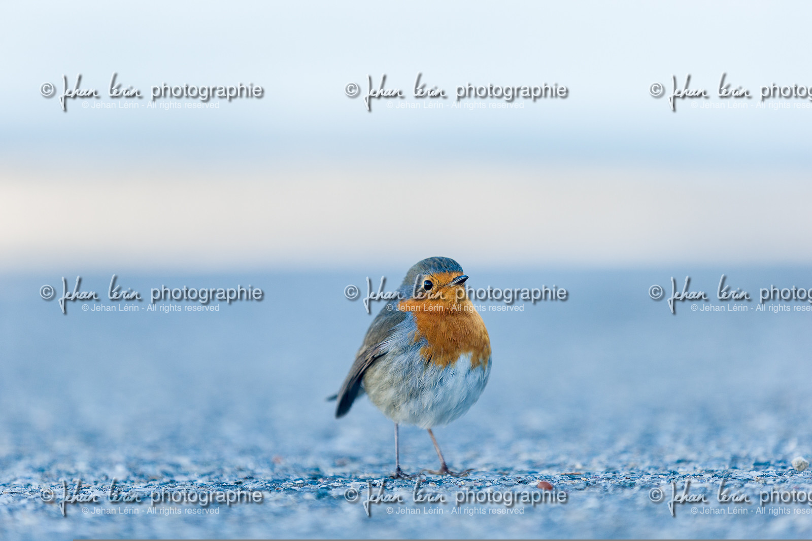 Rouge gorge familier