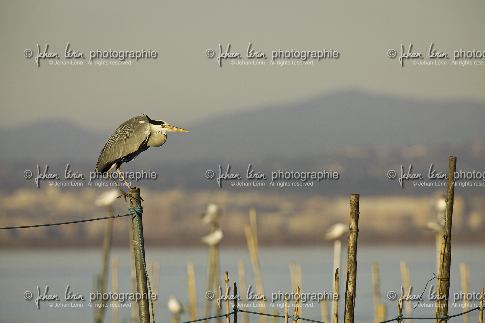 l-albufera_valencia_18-01-2012-0066.jpg