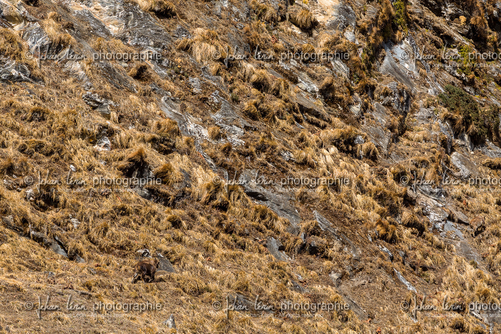 Tahr, chèvre sauvage, Nepal