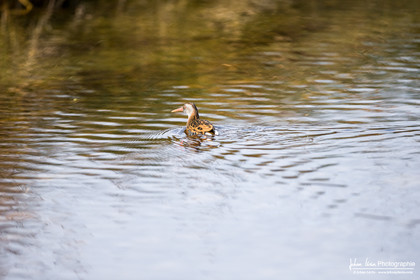 Râle d'eau - Water Rail