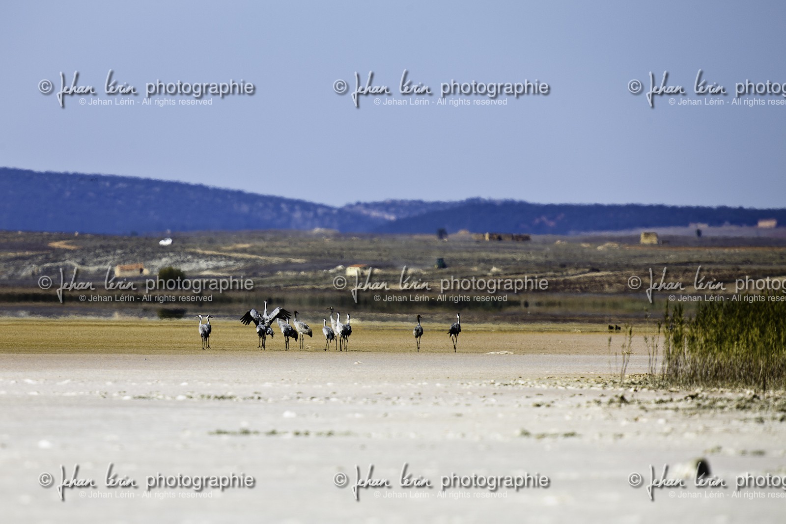laguna-de-gallocanta_15-10-2009-5616.jpg