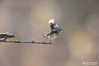 Pouillot Véloce - Common Chiffchaff