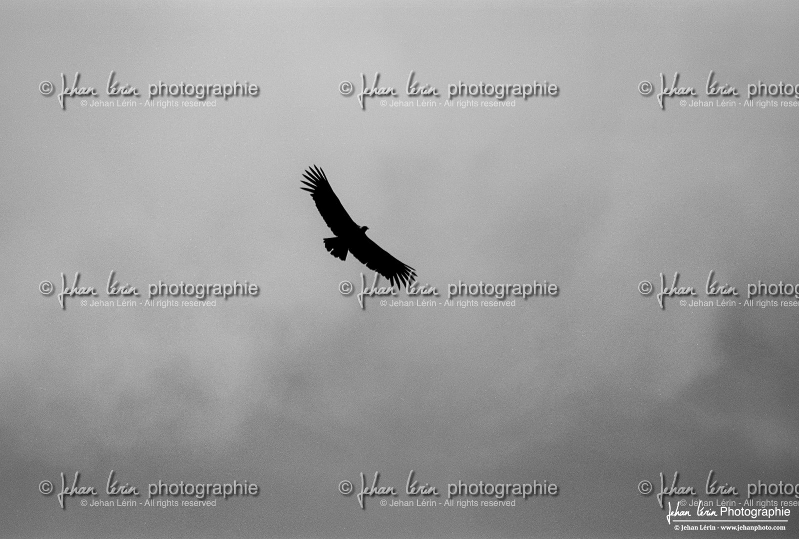 Condor des Andes - Andean Condor