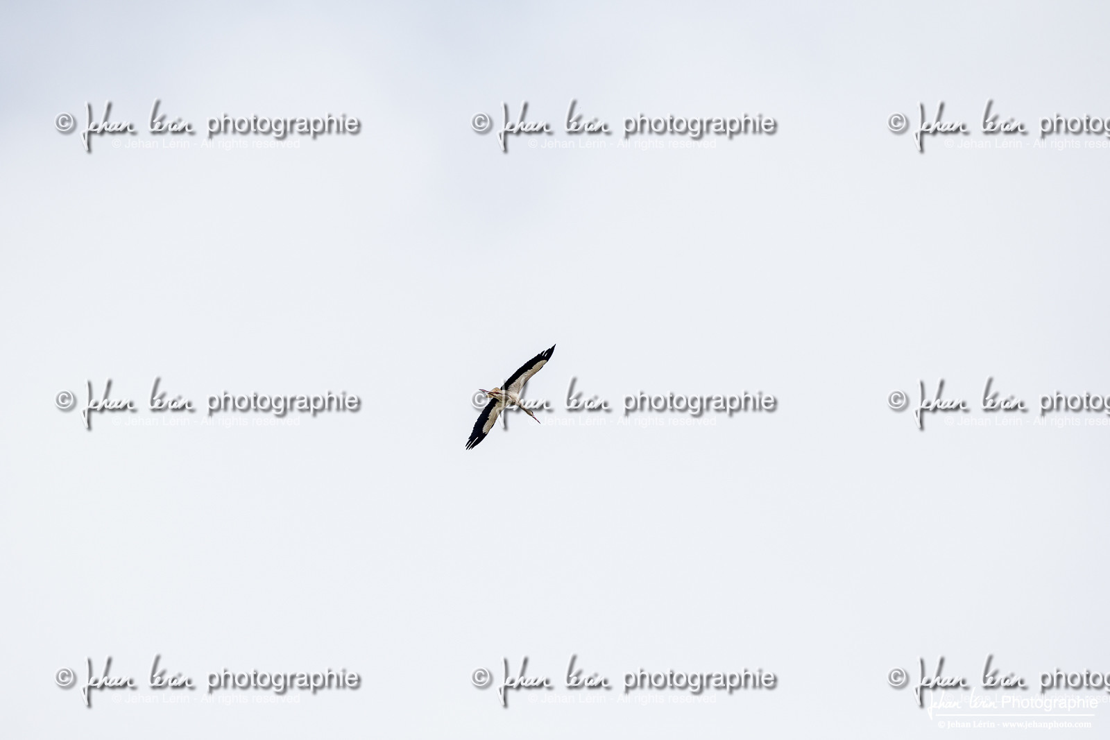 Cigogne Blanche - White Stork : Ciconia ciconia