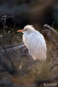 Héron gardeboeufs - Cattle Egret