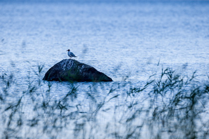 Mouette de bonaparte