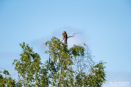 Milan Noir - Black Kite