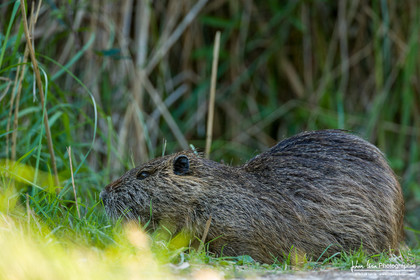 Ragondin - Coypu