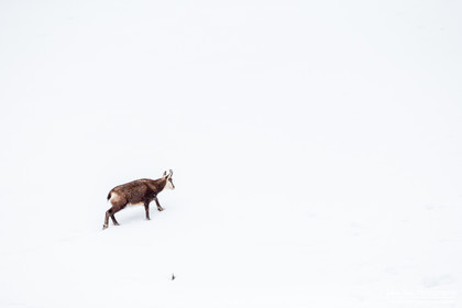Chamois