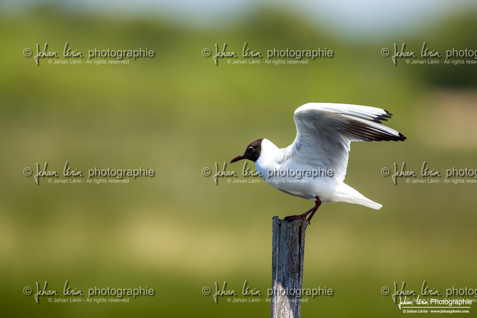 Mouette Rieuse - Black Headed Gull