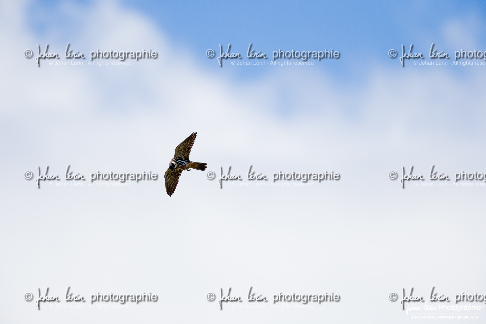 Faucon Hobereau, Eurasian Hobby