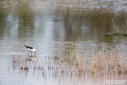 Échasse blanche - Black Winged Stilt : Himantopus himantopus