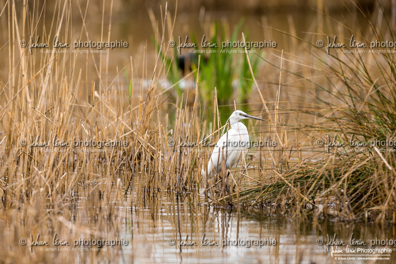 Aigrette Garzette - Egret Garzette
