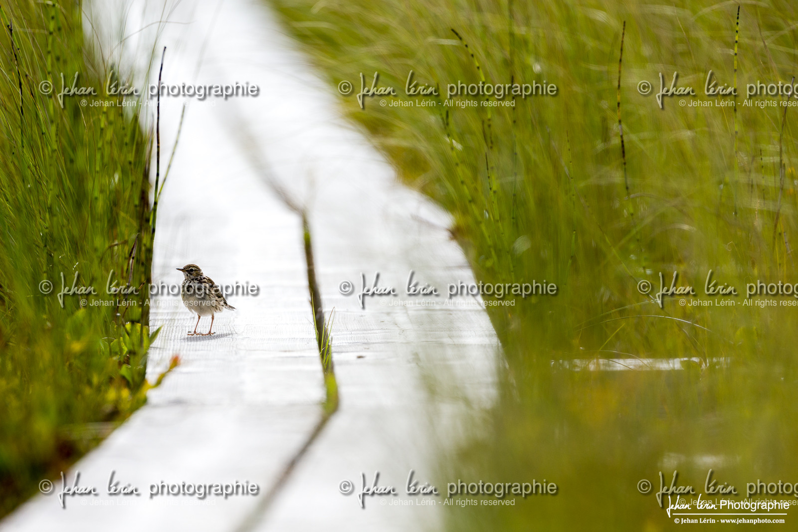 Pipit Farlouse - Meadow Pipit : Anthus pratensis