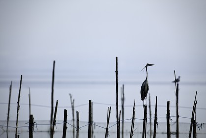 l-albufera_dec-2010-7889-2.jpg