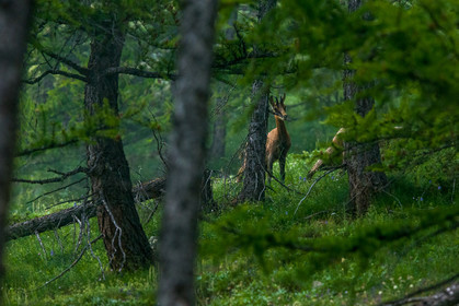 chamois_lacs-de-vens_tortisse_jl_1dx_12-07-2020-0188.jpg
