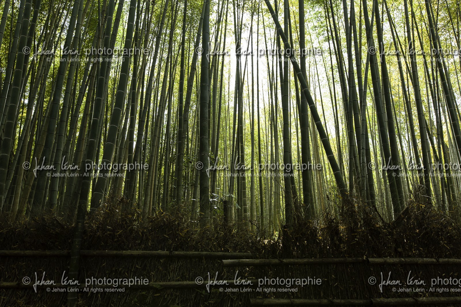 bambouseraie_arashiyama_kyoto_japon_jl_5d3_10-05-2014-1670.jpg