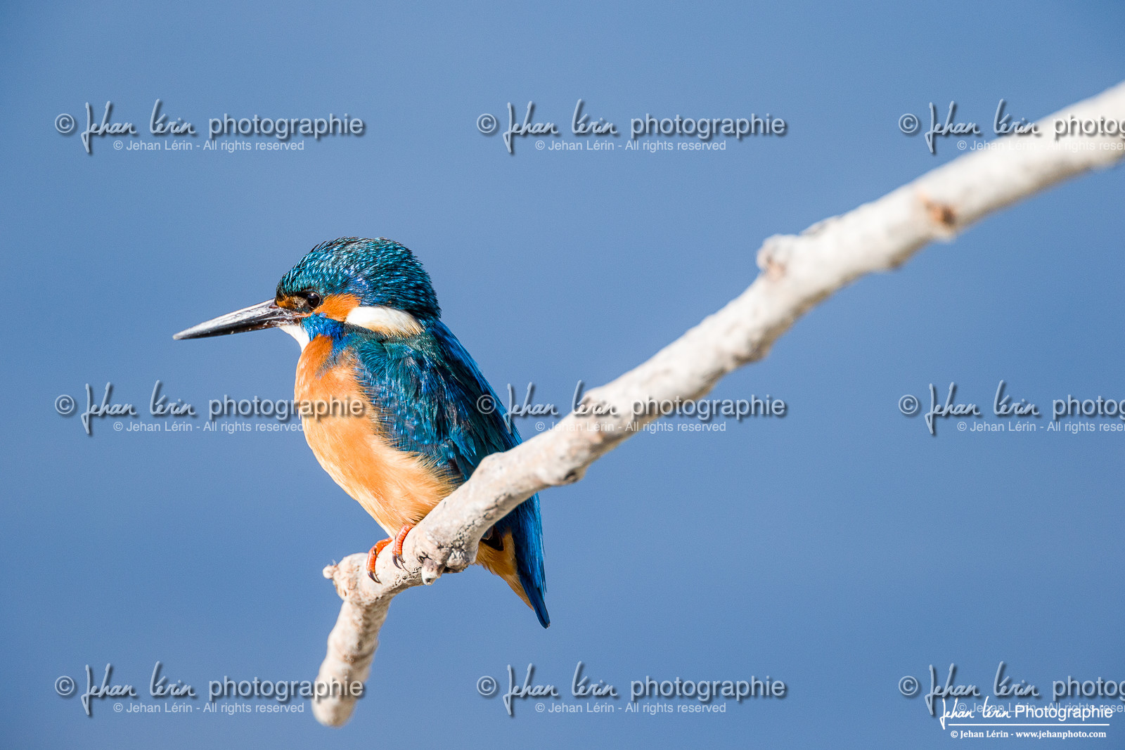 Martin-Pêcheur - Common Kingfisher