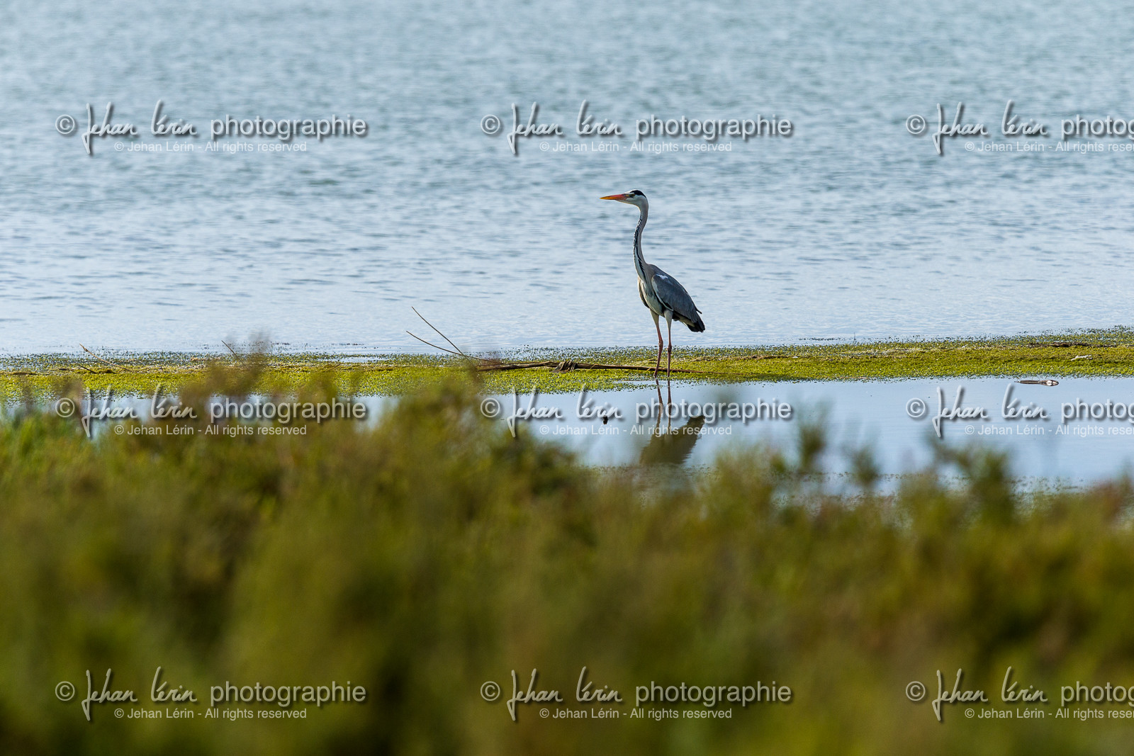 heron-cendre_le-grau-du-roi_camargue_jl_1dx_06-05-2021-0287.jpg